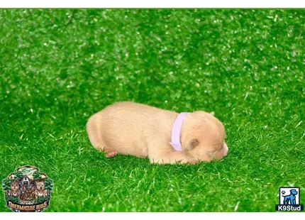 a american bully dog lying in the grass